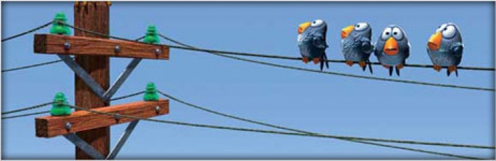 for-the-birds